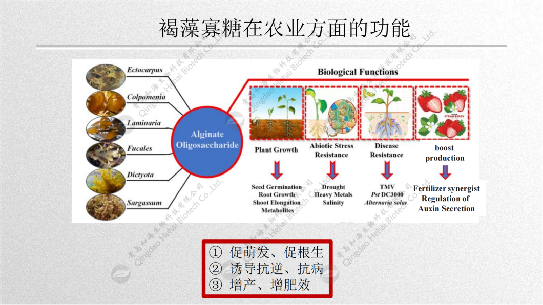 褐藻寡糖-农业PPT_小.png